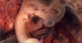 Researchers "manufacture" embryos with three parents