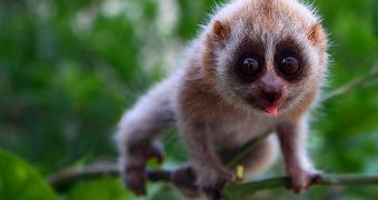 Conservationists claims slow lorises can benefit from Lady Gaga's getting bitten by one such primate