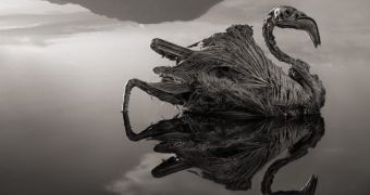 Lake in Tanzania can turn animals into statues