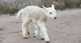 Quinto is a healthy lamb, it is not affected by the fact that it has five legs