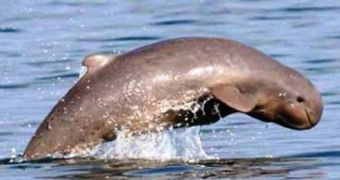 Laos must act now in order to save its last river dolphins, the WWF explains
