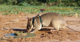 Rodents sniffing out land mines in Africa