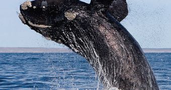 Large Whale Mortality Has More to Do with Human Activity Than Natural Causes
