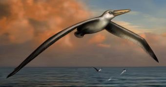 World's largest bird lived well over 20 million years ago, could grown to have a wingspan of 24 feet (7.3 meters)