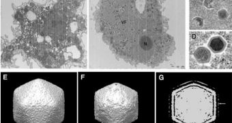 An amoeba containing Marseillevirus in (a) and (b), a Marseillevirus replicates itself in (c) and (d), while (e), (f) and (g) are reconstructions of electron micrographs of Marseillevirus