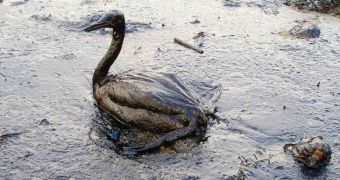 Specialists are very worried about how last week's oil spill in Texas will affect wildlife