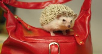 Animal rights groups are horrified by the latest fashion craze of using pygmy hedgehogs as accessories
