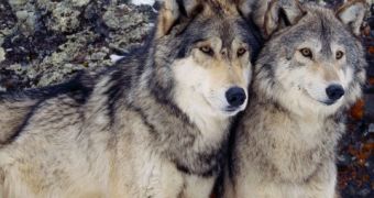 Lawsuit is filed to keep people from using dogs in order to hunt wolves