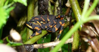 Frog species believed extinct since 1996 resurfaces in Costa Rica