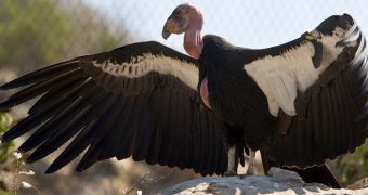 Study finds lead poisoning is a leading cause of death among wild California condors