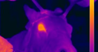 Thermal imaging confirms that reindeer have red noses