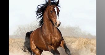 Elite Horses iPad screenshot