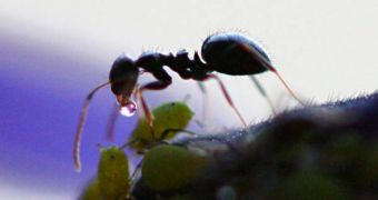 An ant colony scurries around its new home - the result of a rational decision