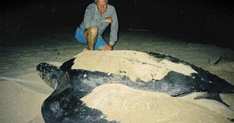 Leatherback turtles are nearing extinction, study warns