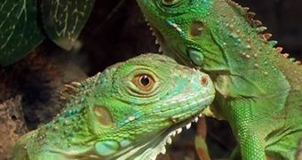 German national now faces the consequences of trafficking Galapagos iguanas