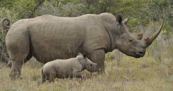 Researchers believe rhino horn trade must be made legal