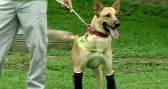 Dog mutilated by drug traffickers is doing better