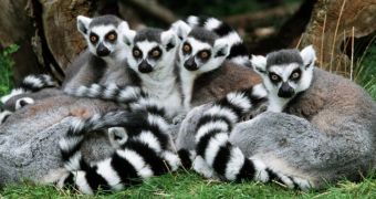 Lemurs in Madagascar are in danger of going extinct, conservationists say