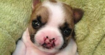 Puppy born with a cleft palate need surgery to be able to eat properly (click to see full image)