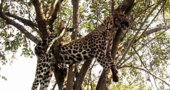Villagers in India beat a leopard to death, then hang it