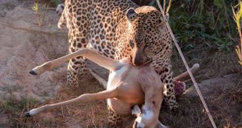 Leopard attacks impala