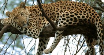Leopard impales itselft while trying to jump over a fence