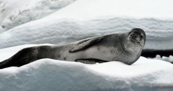 Leopard seal feeds on penguin in Antarctic waters