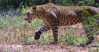 Leopard on the loose attacks villagers in India