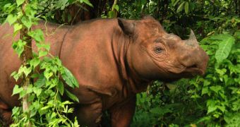 Conservationists say less than 100 Sumatran rhinos are currently left to inhabit the wild