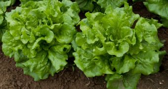 Ancient Egyptians believed leafy vegetables were aphrodisiacs, researcher says