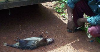 African Brush-tailed Porcupine sold for meat in Cameroon