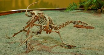 Feathered dinosaurs such as the Velociraptor were especially affected by lice, a new study shows