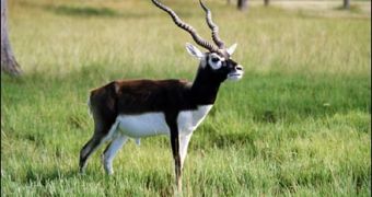 Life of Pi Star, 4 Other Bollywood Actors Accused of Killing Endangered Antelope