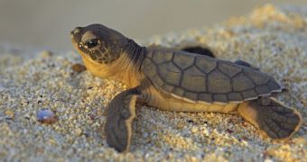 Light pollution threatens the survival of turtles, conservationists say