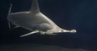 Modern hammerheads are scaled-down versions of their ancestors