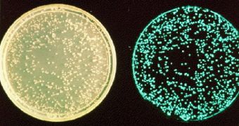 Petri dish containing luminescent bacteria