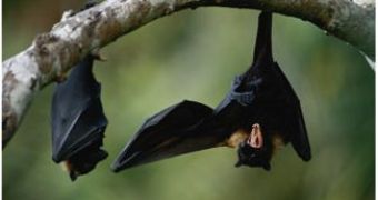 Flying foxes bats