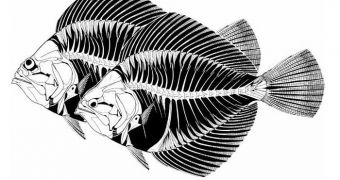 Sketch showing how the ancestor of modern flatfish would have looked like