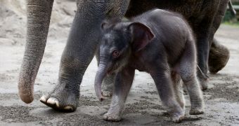 Lily, the elephant calf at the Oregon Zoo, steps out to greet the public