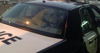 A lion gets a ride in a Kuwaiti police car