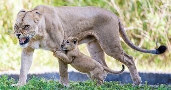Zoo Miami in the US now has lion cub on public display