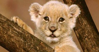 Lion cub bites 30-year-old woman, saves her from breast cancer