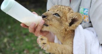 Lion cub born at Zoo Miami in the US in last year's December