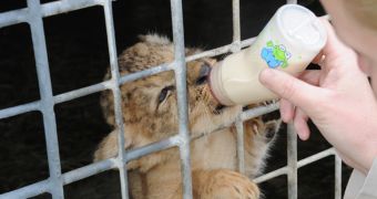 Lion cub at Zoo Miami gets extra food from its caretakers