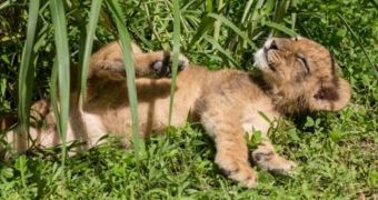 Lion cubs living at wildlife park in Florida are now named Shaba and Shtuko