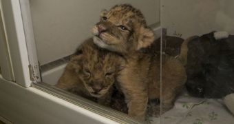 Lion cubs born on December 6 are hand-raised by keepers at San Diego Zoo Safari Park