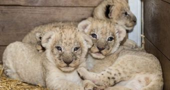 Zoo Basel in Switzerland is now home to four lion cubs