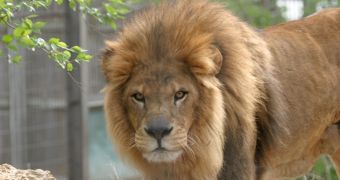 Lion escapes during circus performance, terrifies spectators