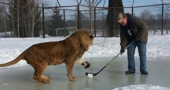 Lion likes playing hockey on the frozen pond inside its enclosure