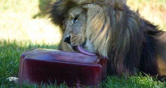 Lion at Melbourne Zoo licks "bloodsicle" to cool off